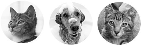 icon-animals-home2.png